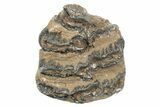 Partial Southern Mammoth Molar - Hungary #235264-2